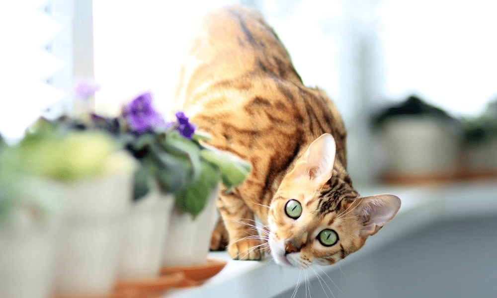 Vensterbank kitten binnen